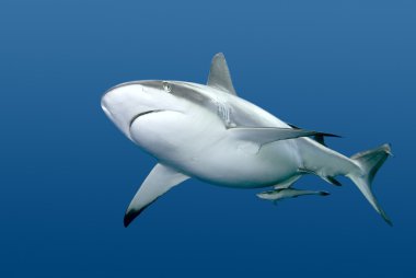 Shark with Remora swimming underwater clipart