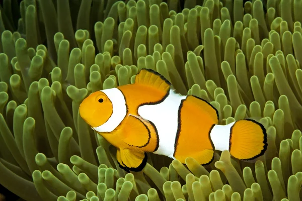 광대 anemonefish — 스톡 사진