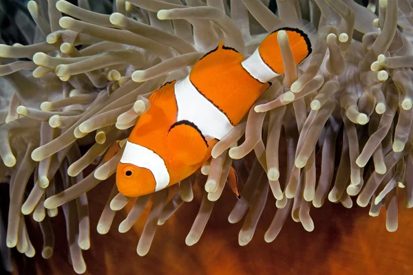 A Clown Anemonfish — стоковое фото