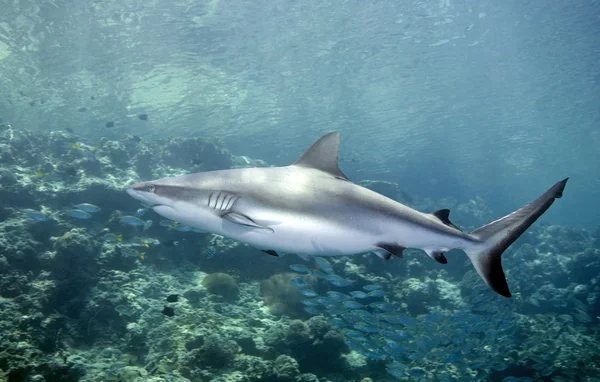 Tubarão nadando debaixo d 'água — Fotografia de Stock