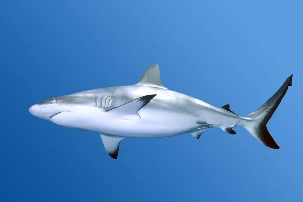 Tiburón arrecife gris —  Fotos de Stock