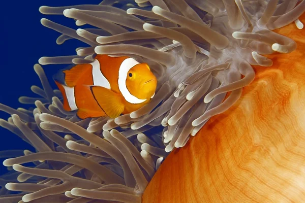 Pajac anemonefish — Zdjęcie stockowe