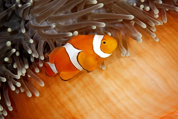 Clownfish — Stock Photo, Image