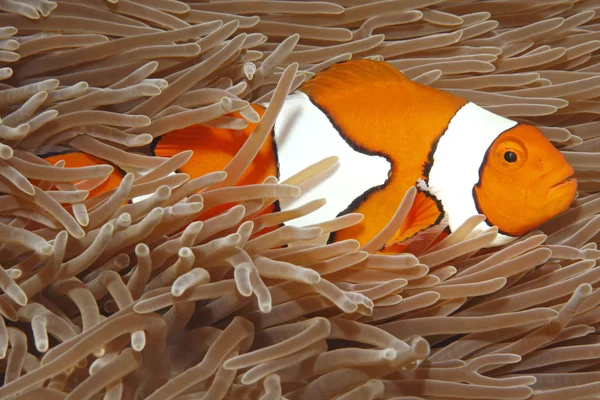 Anemonenfische — Stockfoto