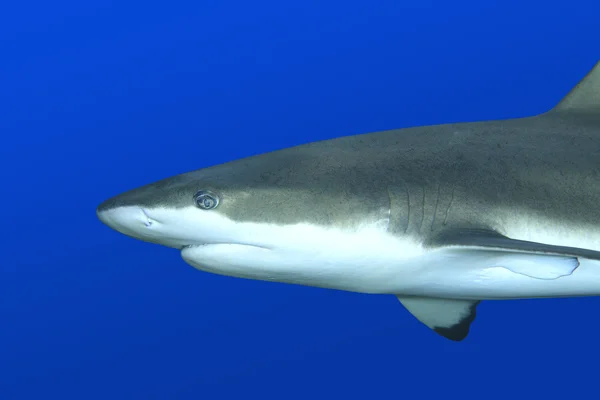 Resif köpekbalığı — Stok fotoğraf
