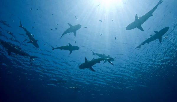 Tiburones — Foto de Stock