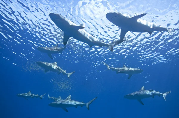 Skola av hajar Stockbild
