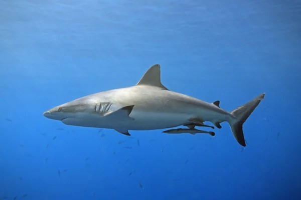 Γκρίζα reef καρχαρίας Royalty Free Εικόνες Αρχείου