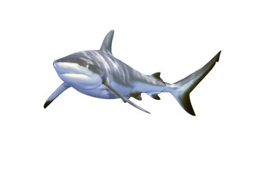 gri resif köpekbalığı