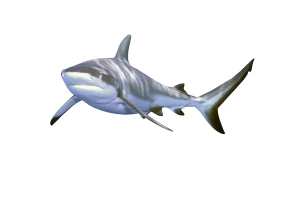 灰色礁サメ ストック画像