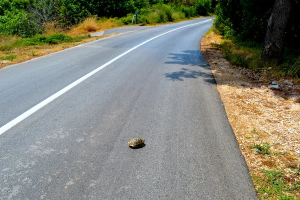 Skildpadde på vejen - Stock-foto