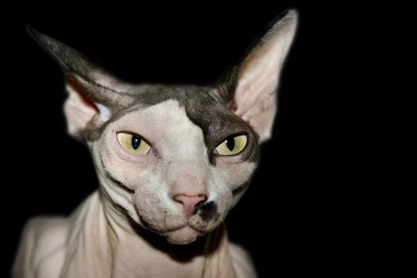 stock image Self confident Sphynx cat on a black background