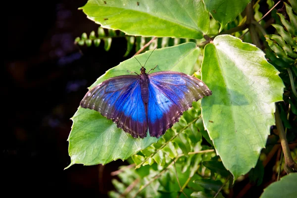 A borboleta azul Peleides Morpho, peleides Morpho — Fotografia de Stock