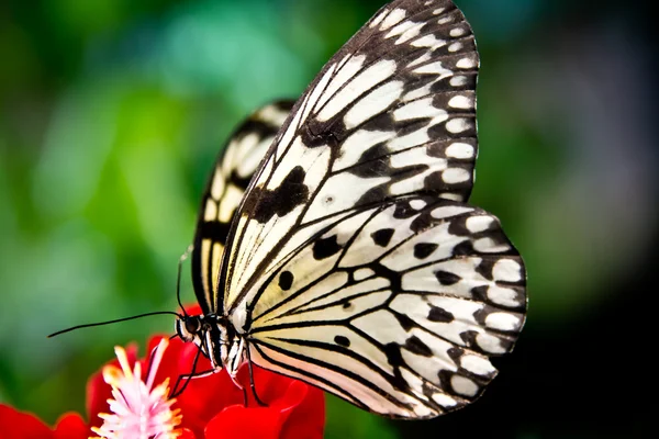 The paper kite butterfly, Rice Paper or Large Tree Nymph, idea l — Stock Photo, Image