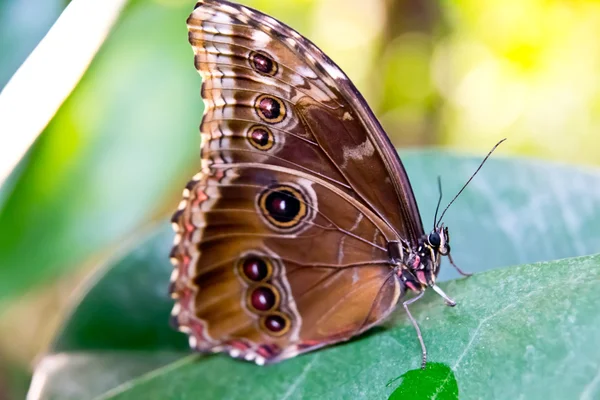 De blauwe peleides morpho vlinder, morpho peleides — Stockfoto