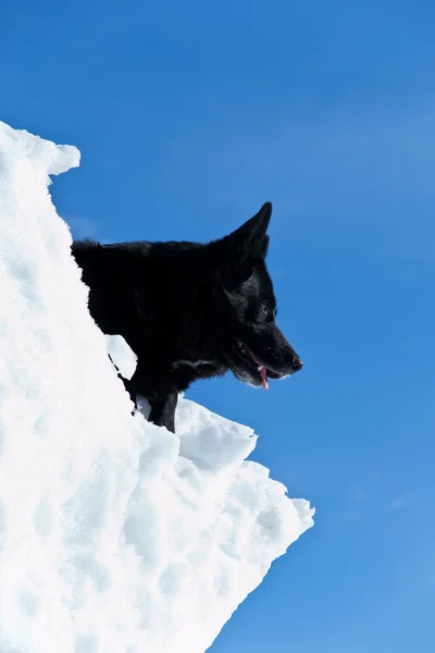 在洁白的雪地黑犬 — 图库照片