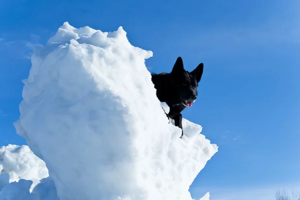 Czarny pies na białym śniegu — Zdjęcie stockowe