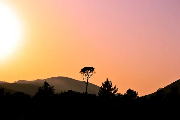 Pine trees silhouetted against the evening sky — Stock Photo, Image