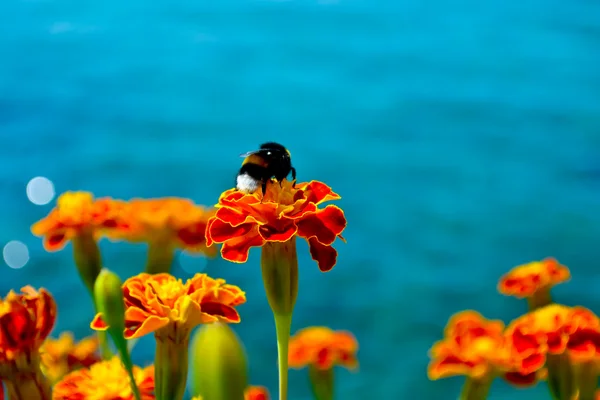 Bir kadife çiçeği üzerinde Bumble bee — Stok fotoğraf
