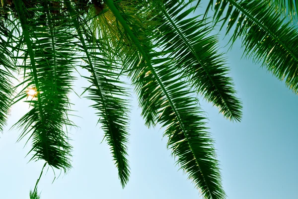 Under a palm tree — Stock Photo, Image