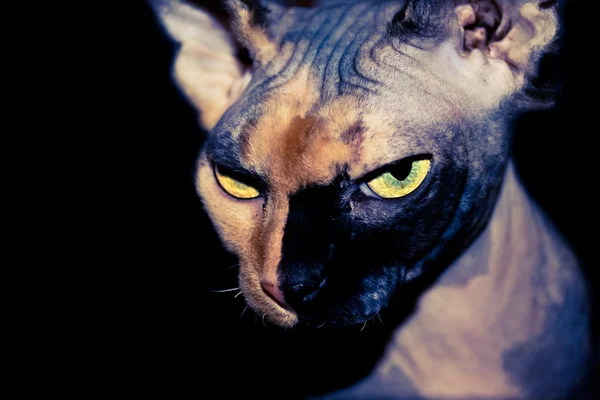 Self confiante Sphynx gato em um fundo preto Imagens De Bancos De Imagens Sem Royalties