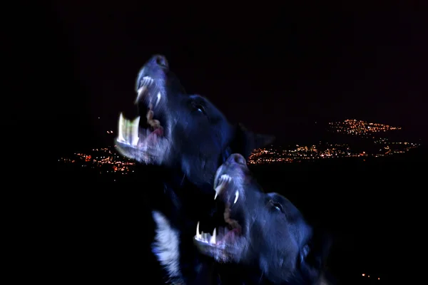 Zwei schwarze Hunde, die heulen — Stockfoto