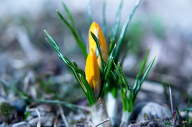 Two yellow crocus buds clipart