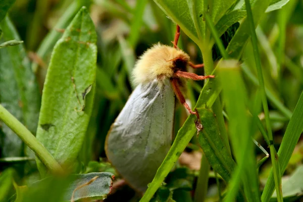 Привид метелик гепалус гумулі — стокове фото