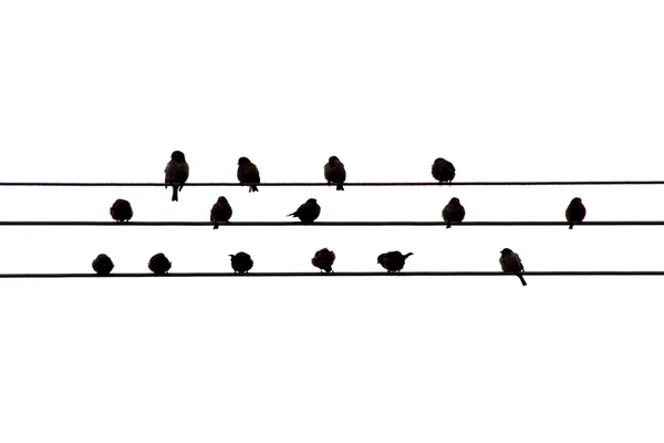 Pájaros en un alambre — Foto de Stock