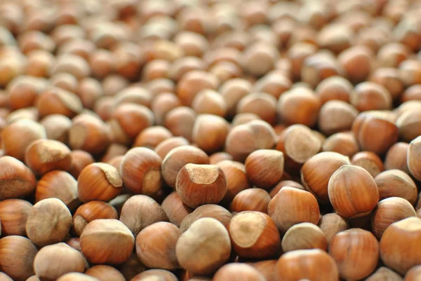 Nut-plantaardige — Stockfoto