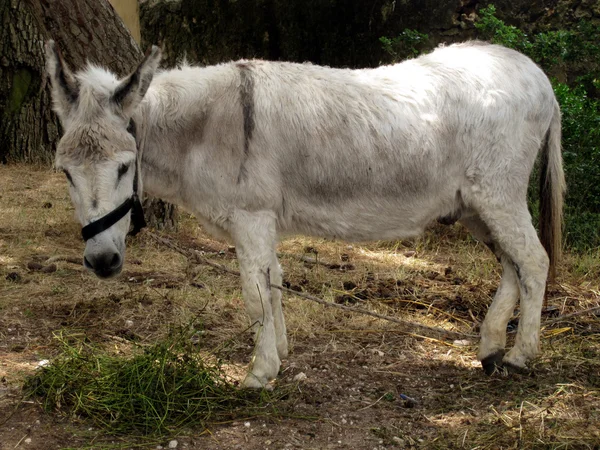 Stock image Donkey