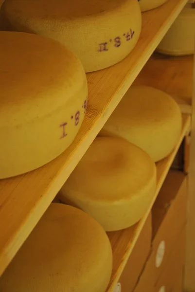 Nermin kabukları üzerinde