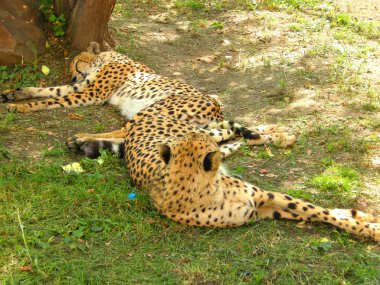 Having a rest leopards clipart