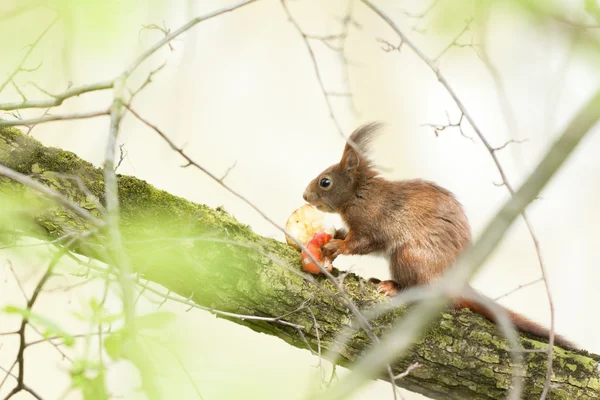 Czerwona wiewiórka siedzi na drzewie — Zdjęcie stockowe