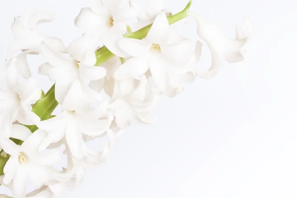 Hyacinthus biały — Zdjęcie stockowe