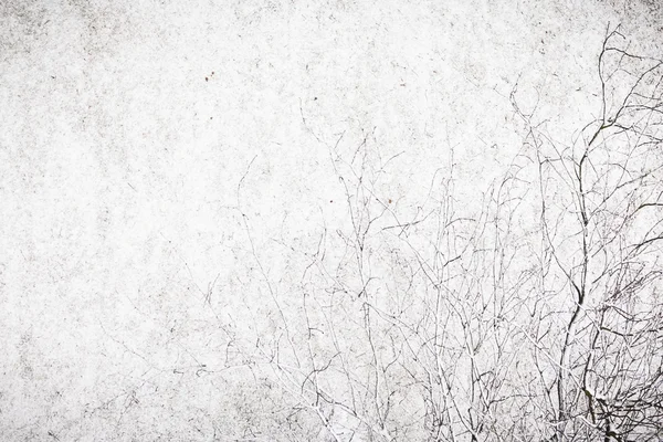 Ramo na frente da neve branca — Fotografia de Stock