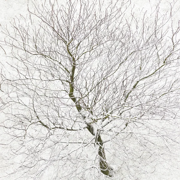 Cabang di depan salju putih — Stok Foto