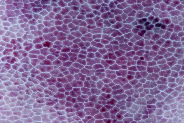 Purple texture — Stock Photo, Image
