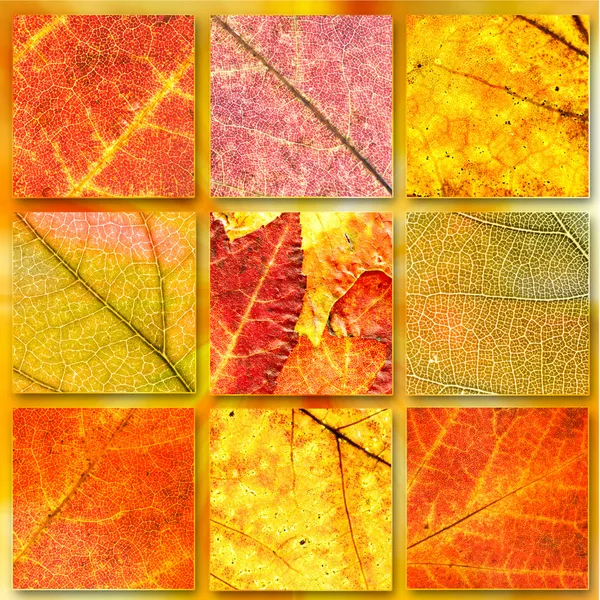 stock image Autumn banners set background