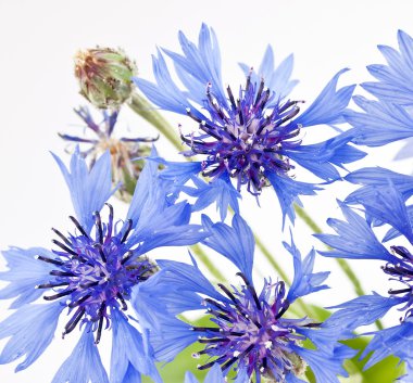 Cornflower (Centaurea cyanus) clipart