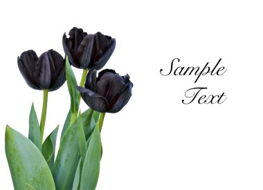 Black tulips isolated on white background with space for your text clipart