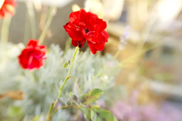 Rote Blume — Stockfoto