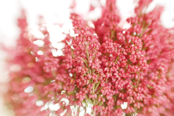 Rode bloemen — Stockfoto