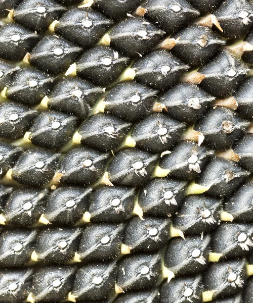 Крупним планом насіння в соняшнику — стокове фото
