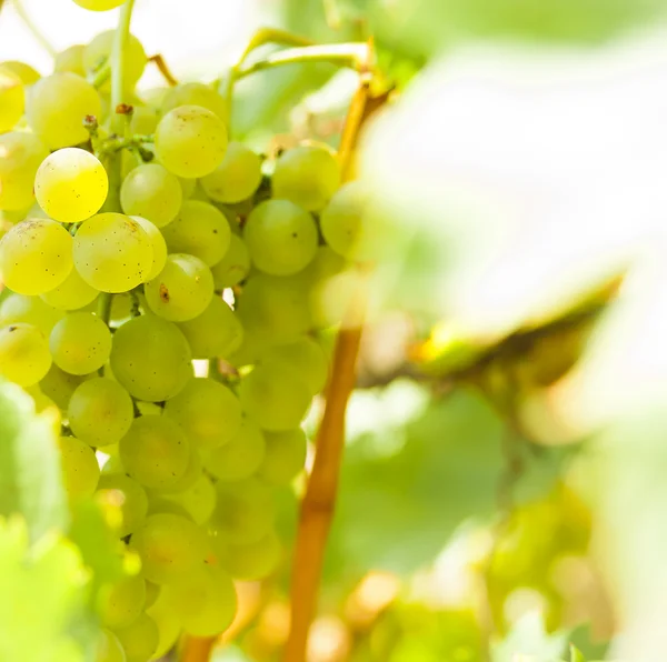 stock image Bunch of grapes on grapevine in vineyard