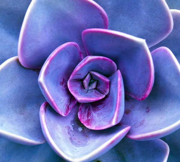 Purple sempervivum petals — Stock Photo, Image