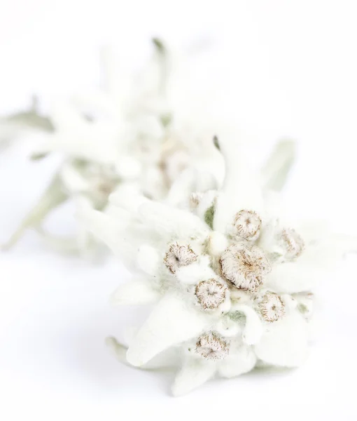 stock image Edelweiss flower isolated on white background