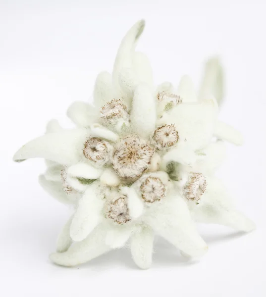 Flor Edelweiss isolado no fundo branco — Fotografia de Stock