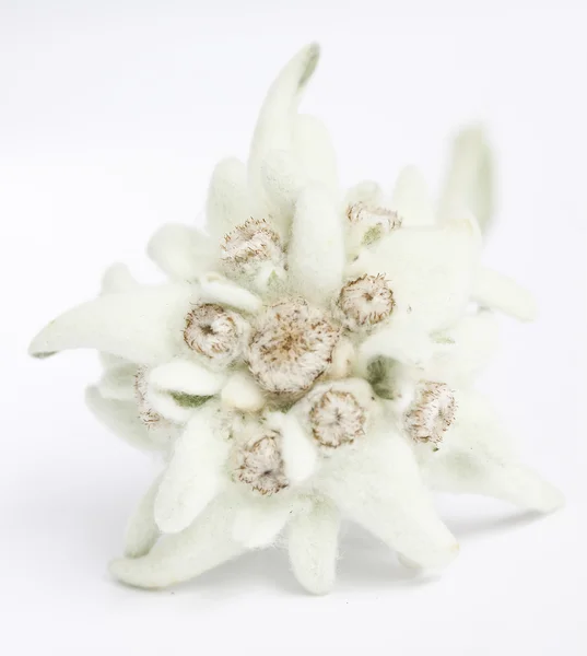 stock image Edelweiss flower isolated on white background