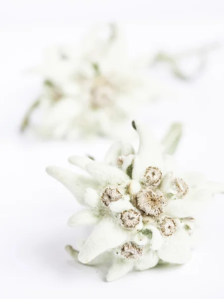 एडिलेविस फूल सफेद पृष्ठभूमि पर अलग — स्टॉक फ़ोटो, इमेज